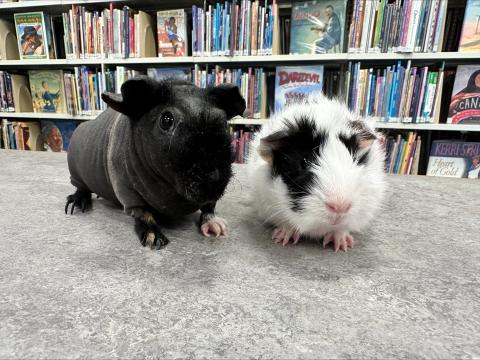 Guinea Pigs