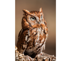 How to Attract Screech Owls to Your Yard