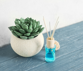 D.I.Y. Succulent Diffuser