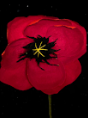 Remembrance Poppy