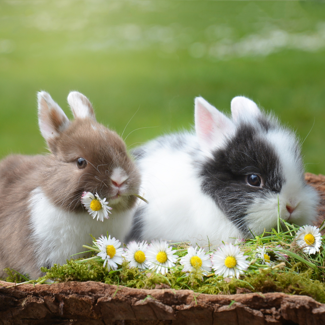 bunnies